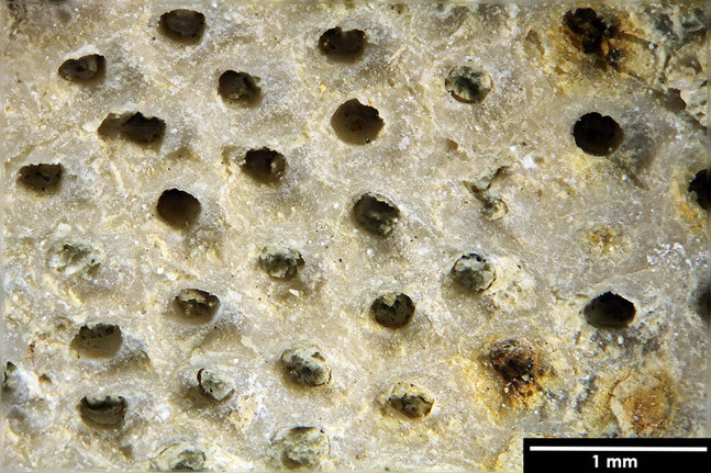 Senckenberg, Bryozoa, Bryozoen, Moostierchen, Sammlung Voigt