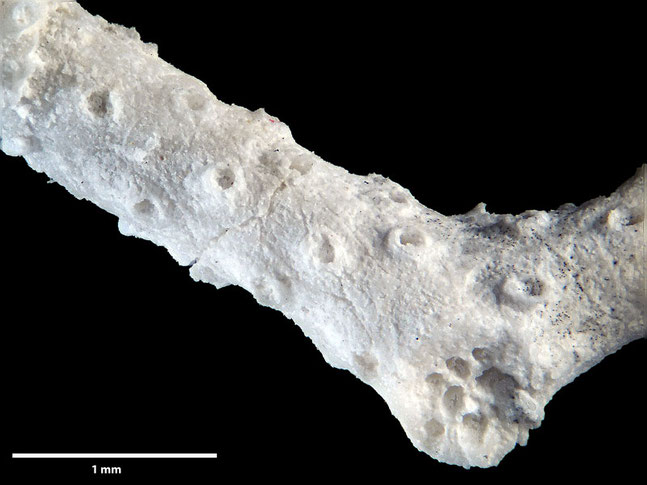 Senckenberg, Bryozoa, Bryozoen, Moostierchen, Sammlung Voigt