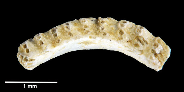 Senckenberg, Bryozoa, Bryozoen, Moostierchen, Sammlung Voigt