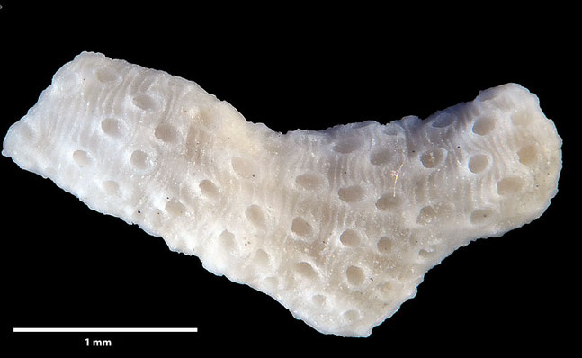 Senckenberg, Bryozoa, Bryozoen, Moostierchen, Sammlung Voigt