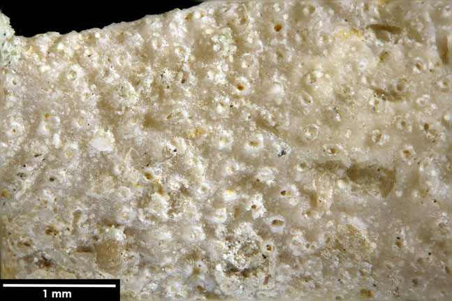 Senckenberg, Bryozoa, Bryozoen, Moostierchen, Sammlung Voigt