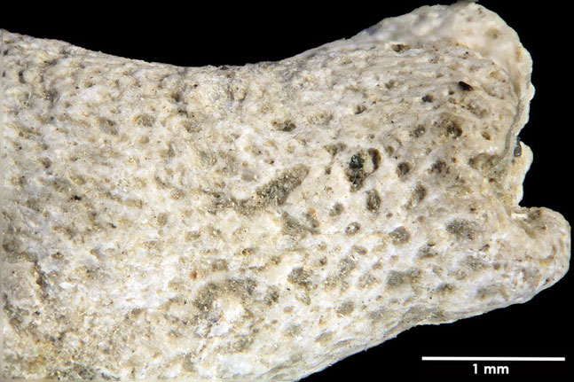 Senckenberg, Bryozoa, Bryozoen, Moostierchen, Sammlung Voigt