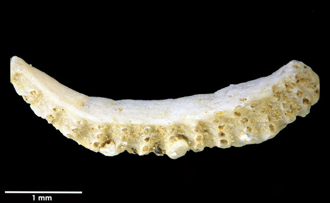 Senckenberg, Bryozoa, Bryozoen, Moostierchen, Sammlung Voigt