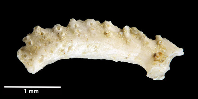 Senckenberg, Bryozoa, Bryozoen, Moostierchen, Sammlung Voigt