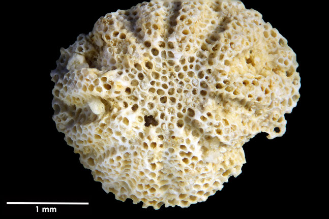 Senckenberg, Bryozoa, Bryozoen, Moostierchen, Sammlung Voigt