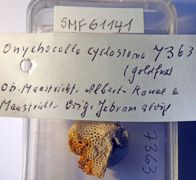 Senckenberg, Bryozoa, Bryozoen, Moostierchen, Sammlung Voigt