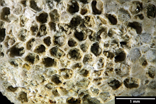 Senckenberg, Bryozoa, Bryozoen, Moostierchen, Sammlung Voigt