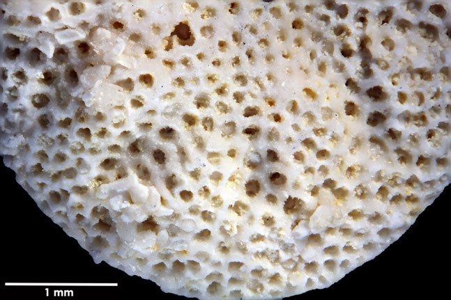 Senckenberg, Bryozoa, Bryozoen, Moostierchen, Sammlung Voigt