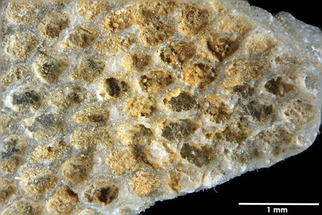 Senckenberg, Bryozoa, Bryozoen, Moostierchen, Sammlung Voigt