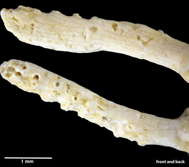 Senckenberg, Bryozoa, Bryozoen, Moostierchen, Sammlung Voigt