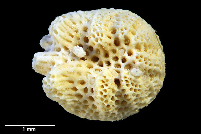 Senckenberg, Bryozoa, Bryozoen, Moostierchen, Sammlung Voigt