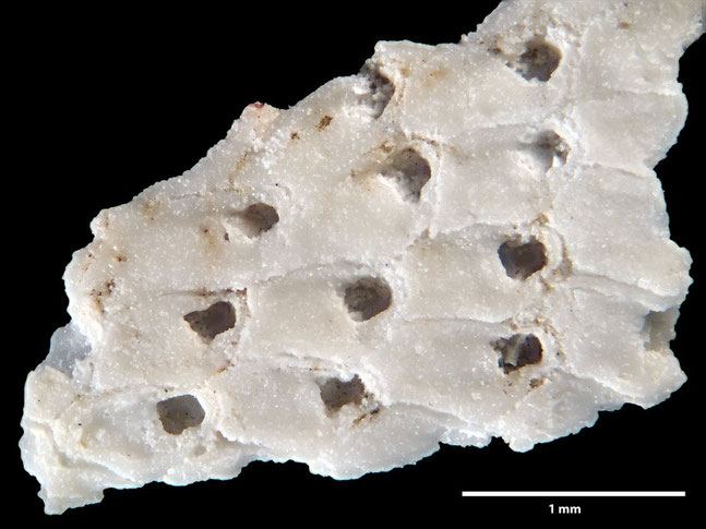 Senckenberg, Bryozoa, Bryozoen, Moostierchen, Sammlung Voigt