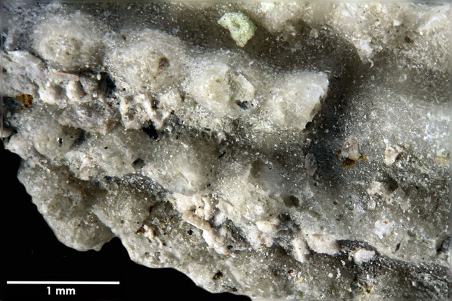Senckenberg, Bryozoa, Bryozoen, Moostierchen, Sammlung Voigt