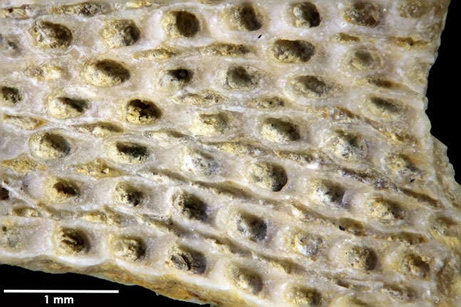 Senckenberg, Bryozoa, Bryozoen, Moostierchen, Sammlung Voigt