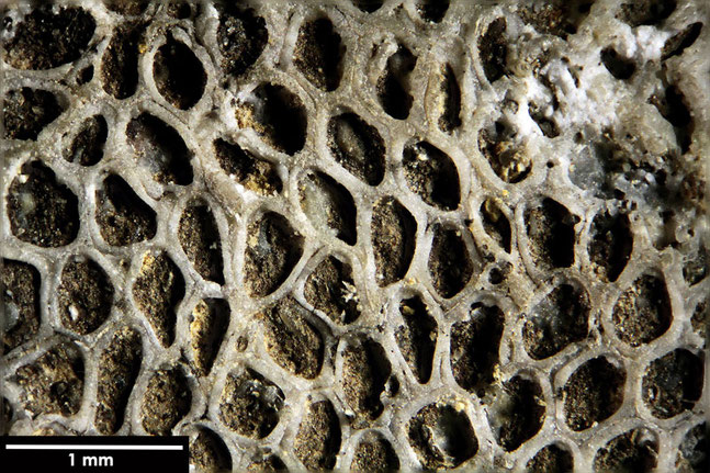 Senckenberg, Bryozoa, Bryozoen, Moostierchen, Sammlung Voigt