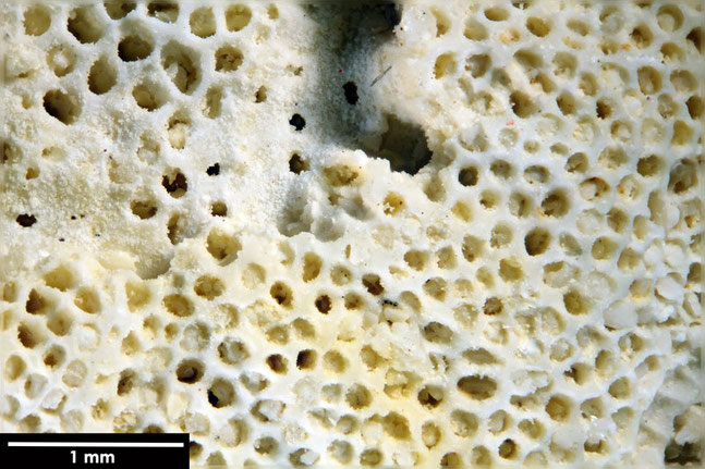 Senckenberg, Bryozoa, Bryozoen, Moostierchen, Sammlung Voigt