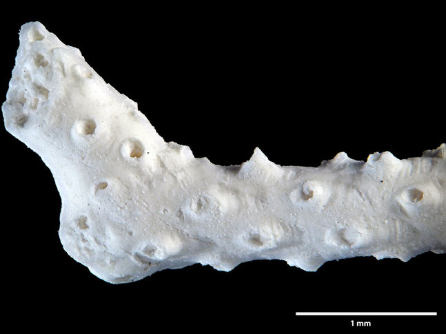 Senckenberg, Bryozoa, Bryozoen, Moostierchen, Sammlung Voigt