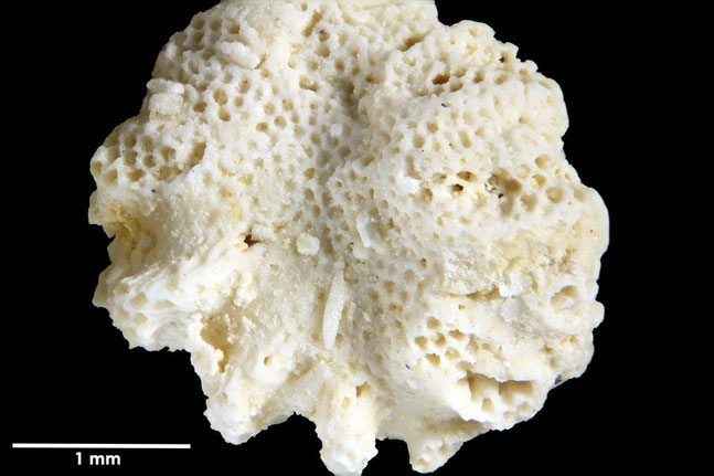 Senckenberg, Bryozoa, Bryozoen, Moostierchen, Sammlung Voigt