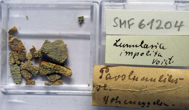 Senckenberg, Bryozoa, Bryozoen, Moostierchen, Sammlung Voigt