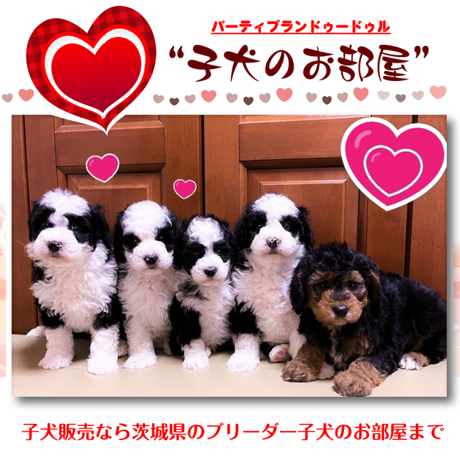 ドゥードゥル（ミディアム）子犬販売｜パーティプランドゥードゥル専門ブリーダー【子犬のお部屋】