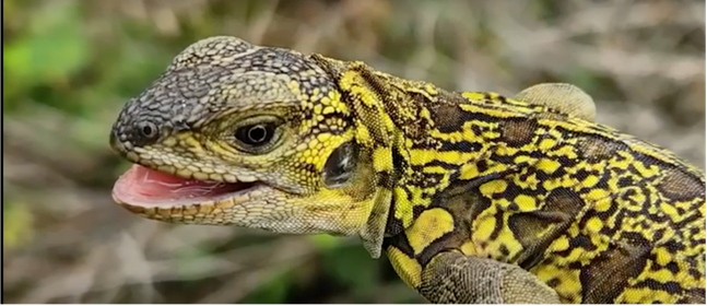 Junger Pinker Landleguan - Foto: Galápagos National Park Directorate