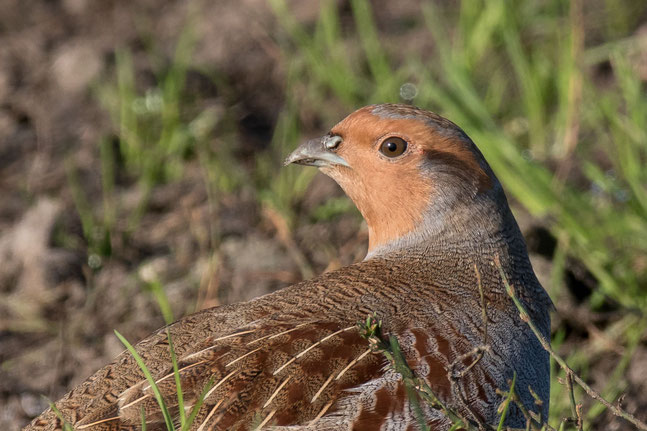 Osterfeiner Moor Oktober 2019