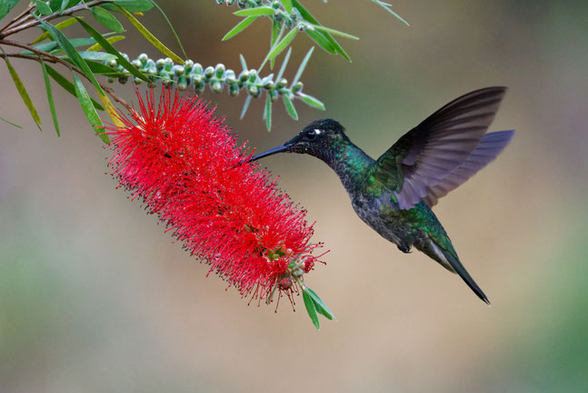 Glitzerbrilliantkolibri - Costa Rica Februar 2024