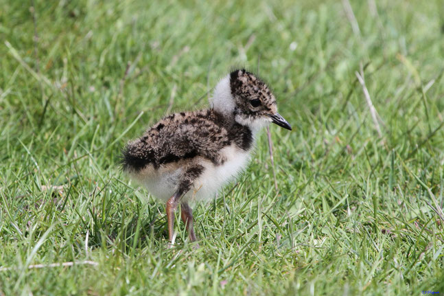 Bild: Kiebitz Küken, © Jürgen Podgorski/naturgucker.de