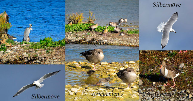 Vogelarten am See Foto: K-H Kuhn