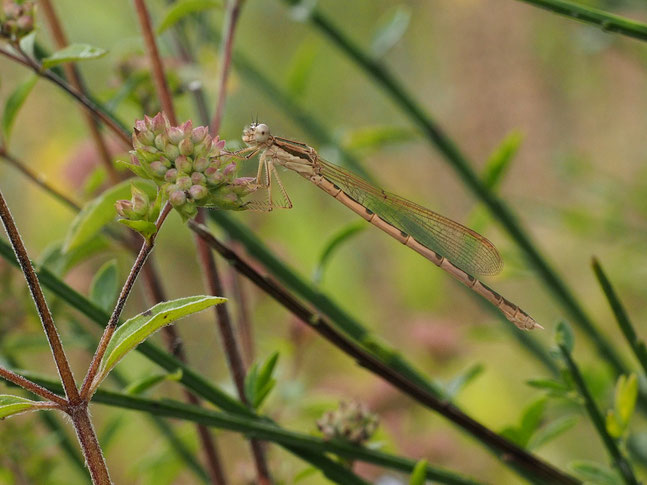 Gemeine Winterlibelle - Sympecma fusca