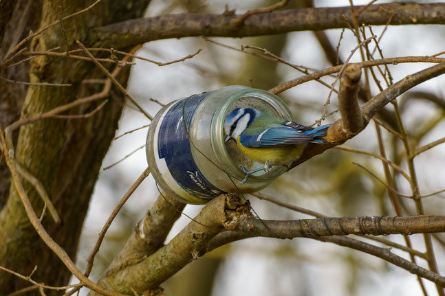 Blaumeise Foto: Olaf Lübke