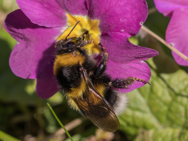 Hummel, NABU, Insekten