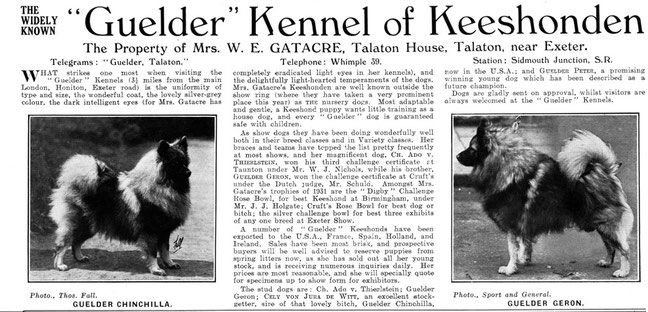 Keeshond Guelder