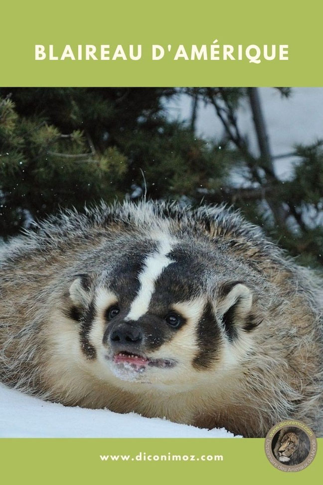 blaireau d'amerique fiche animaux mammiferes mustelides taille poids comportement alimentation