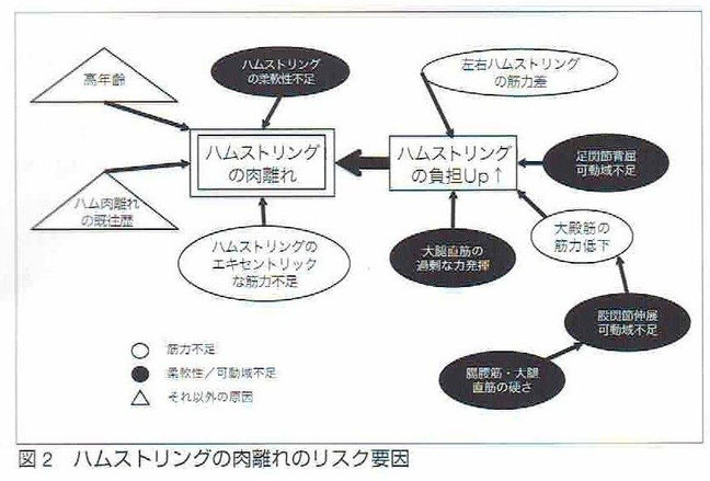 ハムストリングスの肉離れ