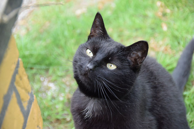 Auch Katze "Pinsel" freut sich über ihr Gemälde