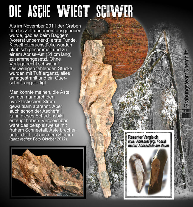 Funde Fossilien Versteinerter Wald Chemnitz