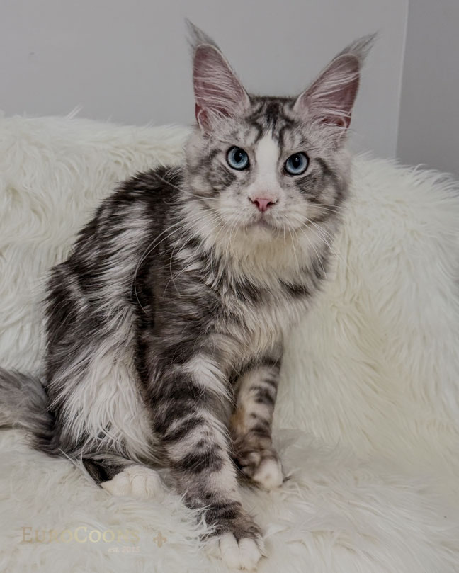 Silver Blue Eyed Maine Coon Kittens for Sale in USA