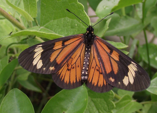 Butterfly El Jardin campsite and accomodation, Samaipata, Bolivia