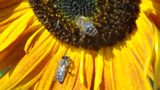 Sonnenblume mit zwei Bienen – Symbol für energetische Angebote, Bewusstseinsarbeit & natürliche Verbundenheit | Iris Rainbow Eagle Energetik Graz