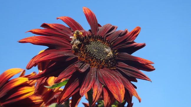 Rote Sonnenblume mit Bienen – Symbol für Lebenskraft, Energiefluss und Bewusstseinsarbeit | Iris R.E. dein Mentaltraining und Begleitung