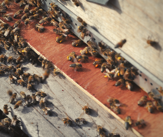 abeilles cadre apiculture