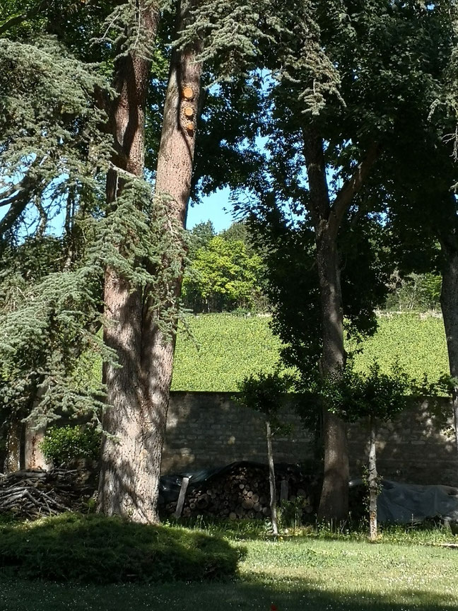 Gîtes du temps pour soi Fontaines - cèdre et vignes