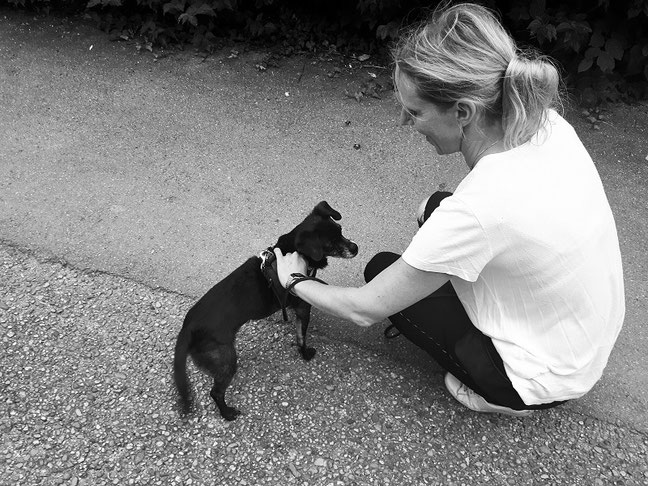 Der Geschirrgriff beim Hund Notfallsignal bei unerwünschtem Verhalten