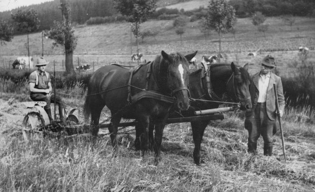 Ein denkwürdiger Moment, Sonntag 27.8.1939: Am folgenden Tag werden Josef und der Wallach Edith zur Wehrmacht eingezogen. Beide werden ihre Heimat nicht wiedersehen. Auf dem Grasmäher sitzt mein Vater Otto. 