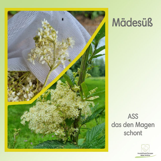 Mädesüß - Aspirin, das den Magen schont