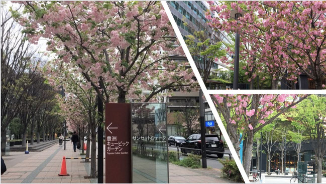 豊洲中通りの桜《平賀ファイナンシャルサービシズ(株)》