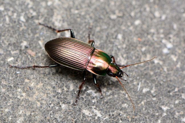 Poecilus (Pterostychus) versicolor, in 1980 waargenomen in de Zumpe.