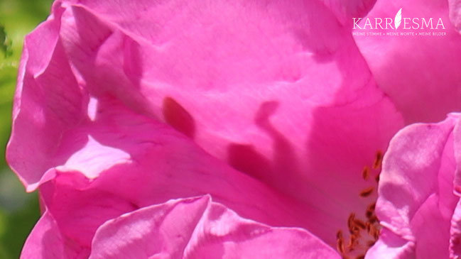 In der Blüte der Rose im wunderschönen Garten in Straden sieht man ein Naturwesen.