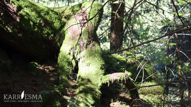 Im Kleinen Prethal im Obdacherland zeigt uns ein Baumwesen was Hingabe ist.